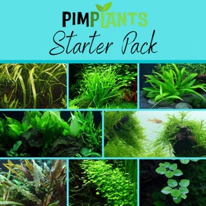 Starter pack live aquarium plant aquatic tropical fish java moss crypt rotala