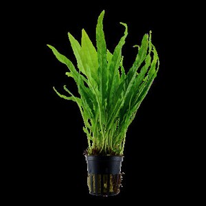 May include: A bright green Java Fern plant in a black plastic pot. The plant has long, slender leaves with a slightly wavy texture. The pot has a grid-like design, and the plant is set against a plain black background.