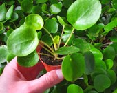Chinese Money Plant - Pilea peperomioides - Indoor House Plant Air Purifying