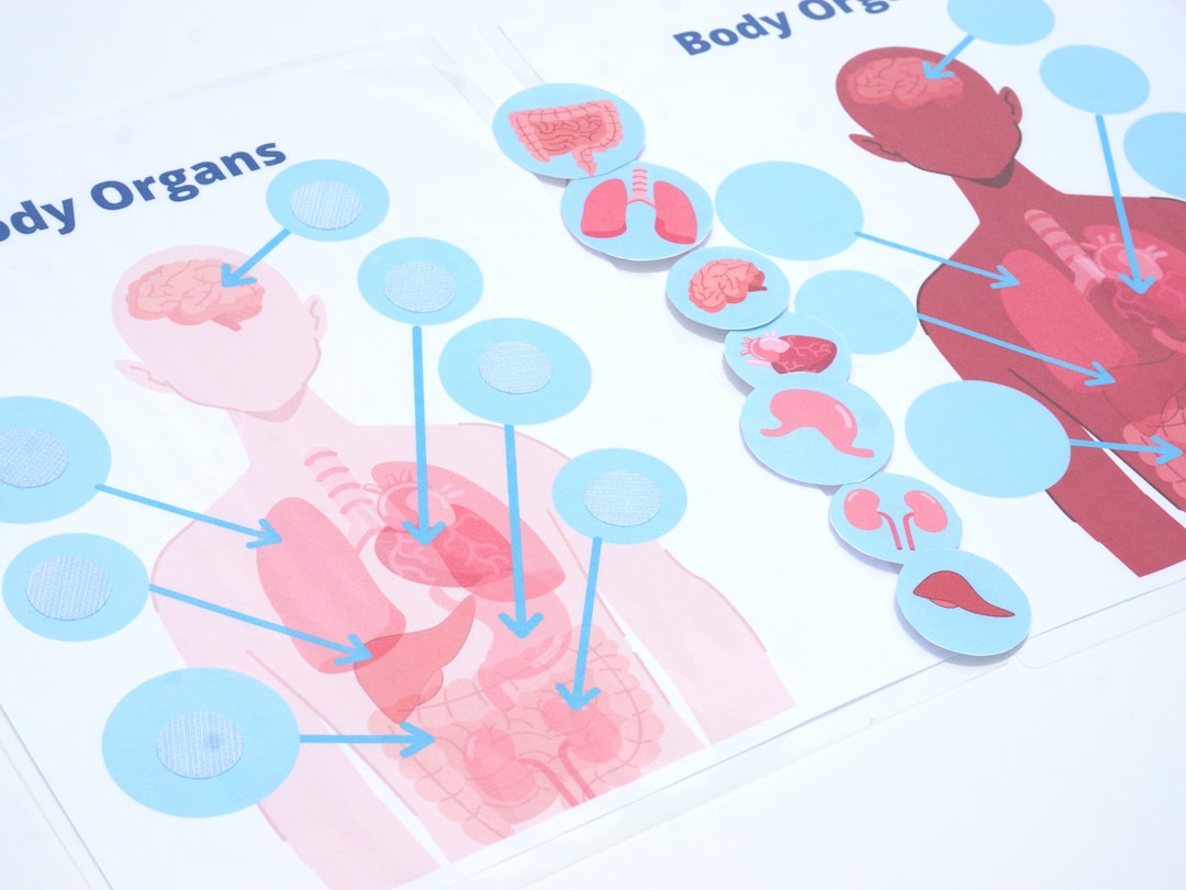 Human Anatomy Busy Book Printable | Pre-k Printable Activity for ...