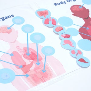 Human Anatomy Busy Book Printable | Pre-k Printable Activity for Homeschool Science | Parts of My Body, Body Organs (2 Skin tones)