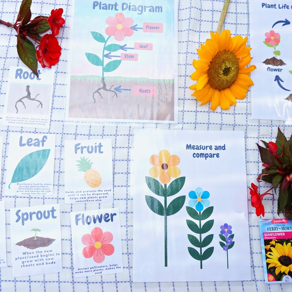 Utskrivbart PAKET med växtstudier för förskola, förskoleklass, dagis | Växtens delar, växtvokabulär, växters livscykel, blomsteraffär...