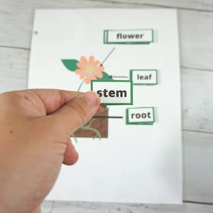 Parts of a Plant Pre-K Printable Activity Page for Busy Book/Learning Book/Quiet Book | Science for Pre-k | Plant Anatomy | Prek Botany