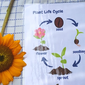 Afdrukbare download van de levenscyclus van planten voor voorschoolse planteneenheidstudie | Pre-K Tuinplantthema | Kleuterschool wetenschap poster | Pre-K thuis