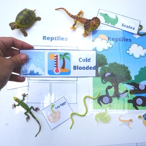 Pre-k Reptile Classification Printable Activity for Busy Book | Preschool Science | Reptile Unit | What is a Reptile?| Kindergarten Animals