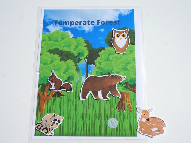 Temperate Forest Printable Matching Activity for Preschool Learning Temperate Forest Printable Matching Activity for Preschool Learning