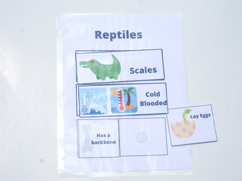 Pre-k Reptile Classification Printable Activity for Busy Book Preschool