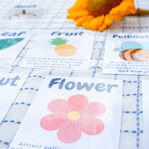 Plant Vocabulary Flash Cards Wall Printable für Pre-K Plant Unit Studie | Vorschulgarten Einheit | Kindergarten Wissenschaft, Biologie, Botanik