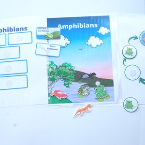 Amphibian Activities for Printable Preschool Busy Book | Animal Classification | Amphibian Unit | Frog Life Cycle | What&#39;s an amphibian?