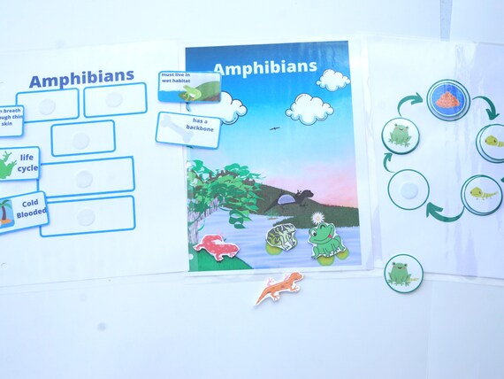 Amphibian Activities for Printable Preschool Busy Book - Etsy