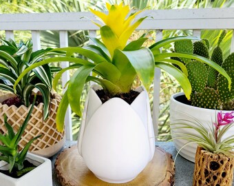 May include: Three potted plants on a wooden surface. A yellow bromeliad in a white tulip-shaped pot, a green cactus in a white pot, and a green succulent in a white pot.