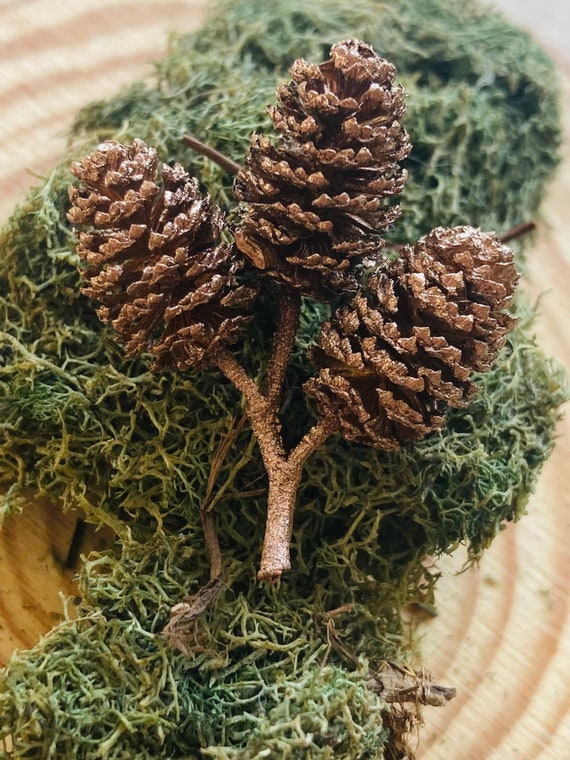 Gold dusted mini pine cones