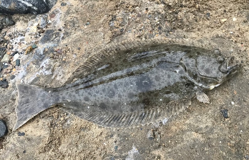 Halibut Ink Gyotaku Fish Print of California Halibut Tail in Black Sumi Ink on ...