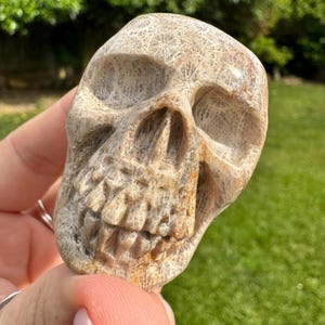 Coral Jasper Skull | White Agate Agatized Fossil Coral  | Jasper Skull | Yana Skull Art