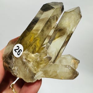 May include: A cluster of smoky quartz crystals with a natural, earthy appearance. The crystals range in color from clear to dark brown, with a few yellow highlights. A white sticker with the number 26 is attached.