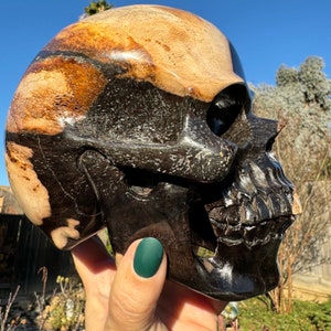 Yana Skull | XXL Rare Skull Carving | Petrified Wood Skull  | Carved Skull | Crystal Life-like Human Skull Art | Petrified Wood Amber Skull