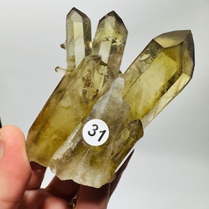Puede incluir: Un grupo de cristales de cuarzo translúcidos de color marrón dorado. Los cristales son puntiagudos y tienen una textura natural y rugosa. Una pegatina blanca con el número "31" está adherida a la base del grupo. Los cristales se sostienen en una mano.
