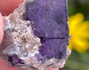 May include: A purple fluorite crystal with a natural, rough texture. The crystal is surrounded by smaller, white crystals.