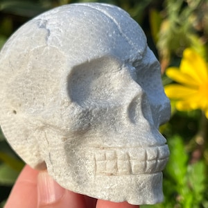 Coral Jasper Carved Crystal Skull White Agate Agatized Fossil Coral  ~ Natural Stone Crystal ~ Human Skull Art Carving