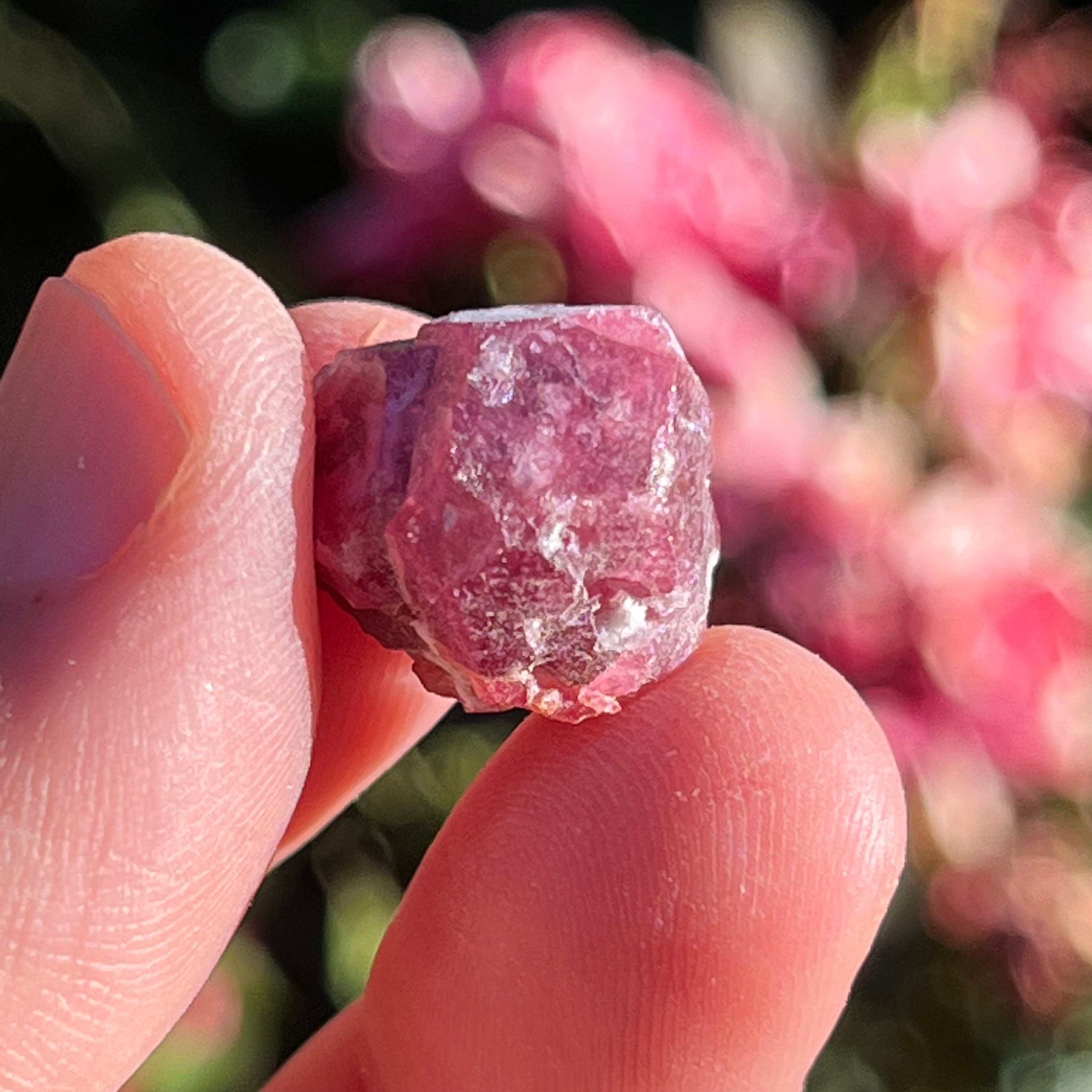 Garnet (raspberry) grossular crystals specimen healing crystal - Crystal  Concentrics