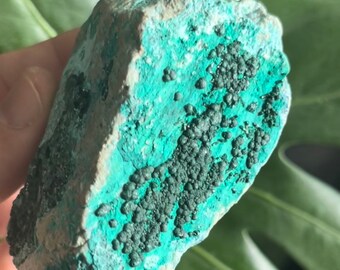 Malachite Chrysocolla  Raw Mineral Crystal Cluster ~ Collector Minerals ~ Congo MC2