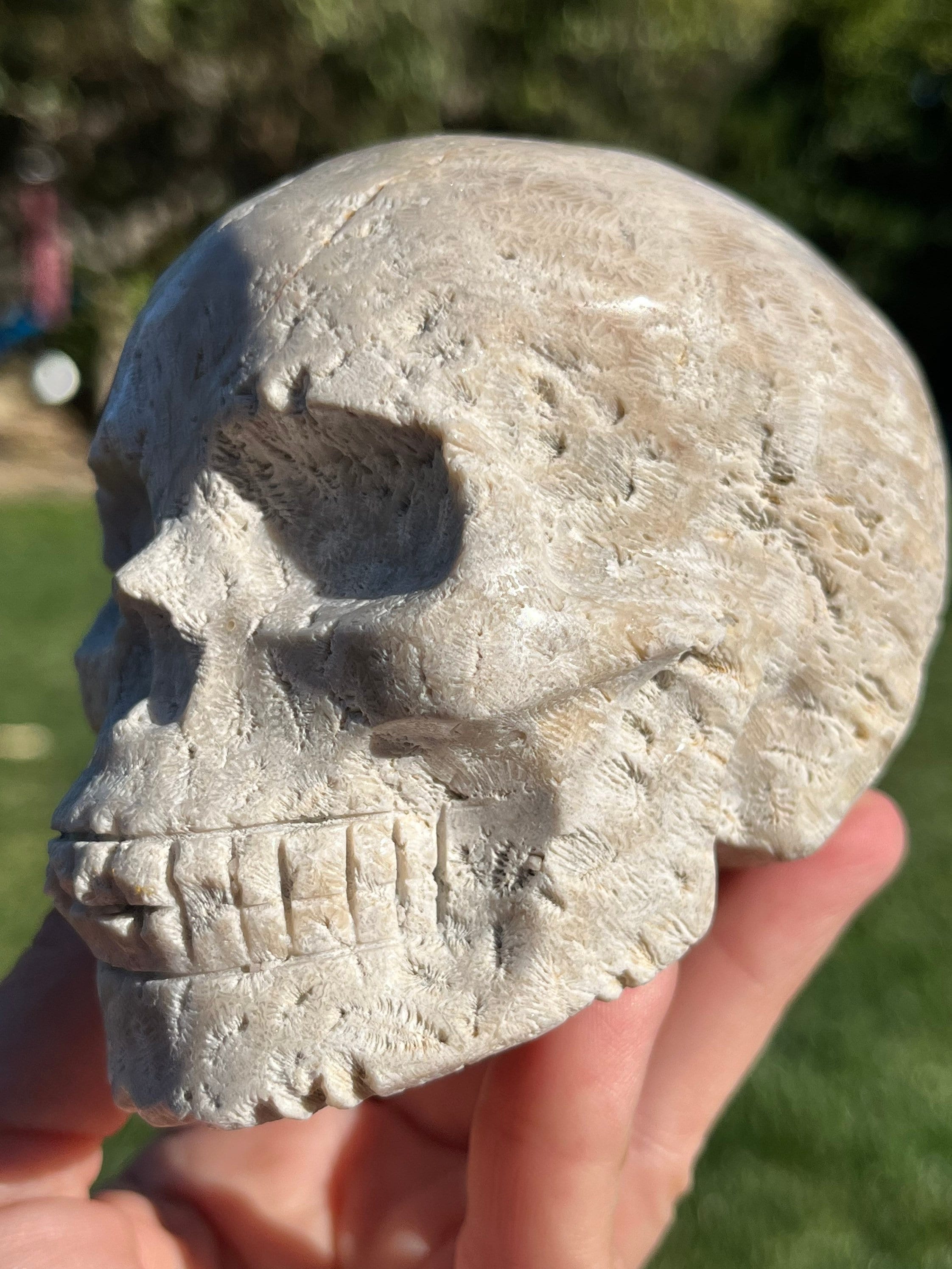 BIG Coral Jasper Skull White Agate Agatized Fossil Coral ~ Natural