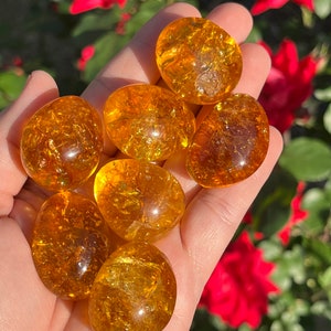 May include: A collection of seven polished, amber-colored stones with a translucent appearance. The stones have an oval shape and a textured, internal pattern. The background features red roses and green foliage, creating a natural setting.