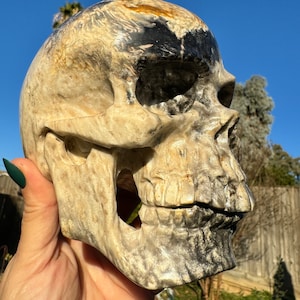 Yana Skull | Big XXL Fossilized Palm Root Skull  | Crystal Skull | Skull Crystal | Likfe-like Human Skull Art