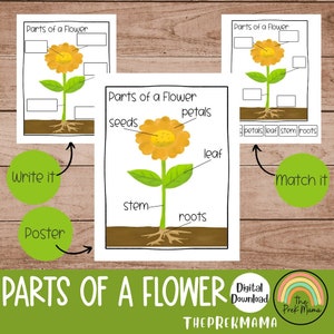 Teile einer Blume, Vorschullehrplan, druckbare Vorschule, Lernposter, Vorschullernen, Pflanzen lernen, Montessori