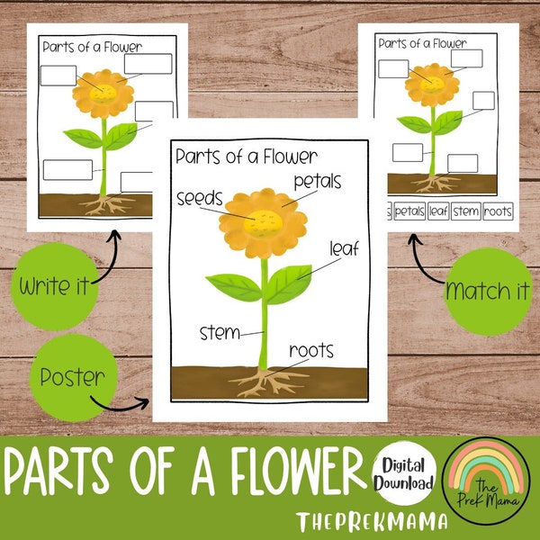 Parts of a Flower, Preschool Curriculum, Preschool Printable, Educational Posters, Preschool Learning, Learning about Plants, Montessori