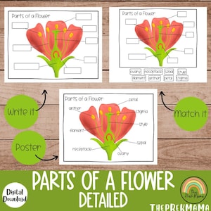 Partes de una flor, plan de estudios preescolar, preescolar imprimible, carteles educativos, aprendizaje preescolar, aprendizaje sobre plantas, Montessori