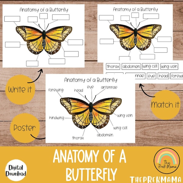 Anatomy of a Butterfly, Preschool Curriculum, Preschool Printable, Educational Posters, Preschool Learning, Montessori, Homeschool