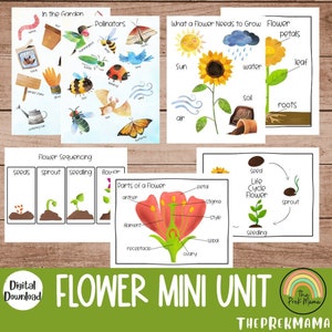 Learning About Flowers Mini Unit, Preschool Curriculum, Preschool Printable, Educational Posters, Preschool Learning, Learning about Plants