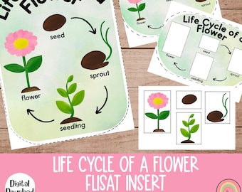 Ciclo de vida de una flor Insertos Flisat, Mesa Flisat, Inserto Flisat imprimible, Inserto Flisat Preescolar, Mesa sensorial, Inserto Flisat de primavera