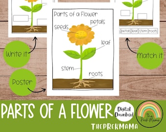 Parts of a Flower, Preschool Curriculum, Preschool Printable, Educational Posters, Preschool Learning, Learning about Plants, Montessori