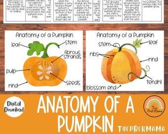 Anatomy of a Pumpkin, Preschool Printable, Montessori Materials, Preschool Curriculum, Homeschool Resources, Homeschool Learning