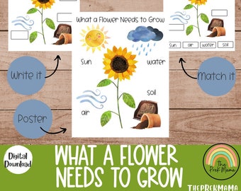 Lo que una flor necesita para crecer, plan de estudios preescolar, preescolar imprimible, carteles educativos, aprendizaje preescolar, aprendizaje sobre plantas