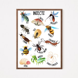Cartel de insectos, cartel educativo, carteles meteorológicos, decoración del aula, aula de educación en el hogar, cartel de preescolar, plan de estudios de la escuela en el hogar