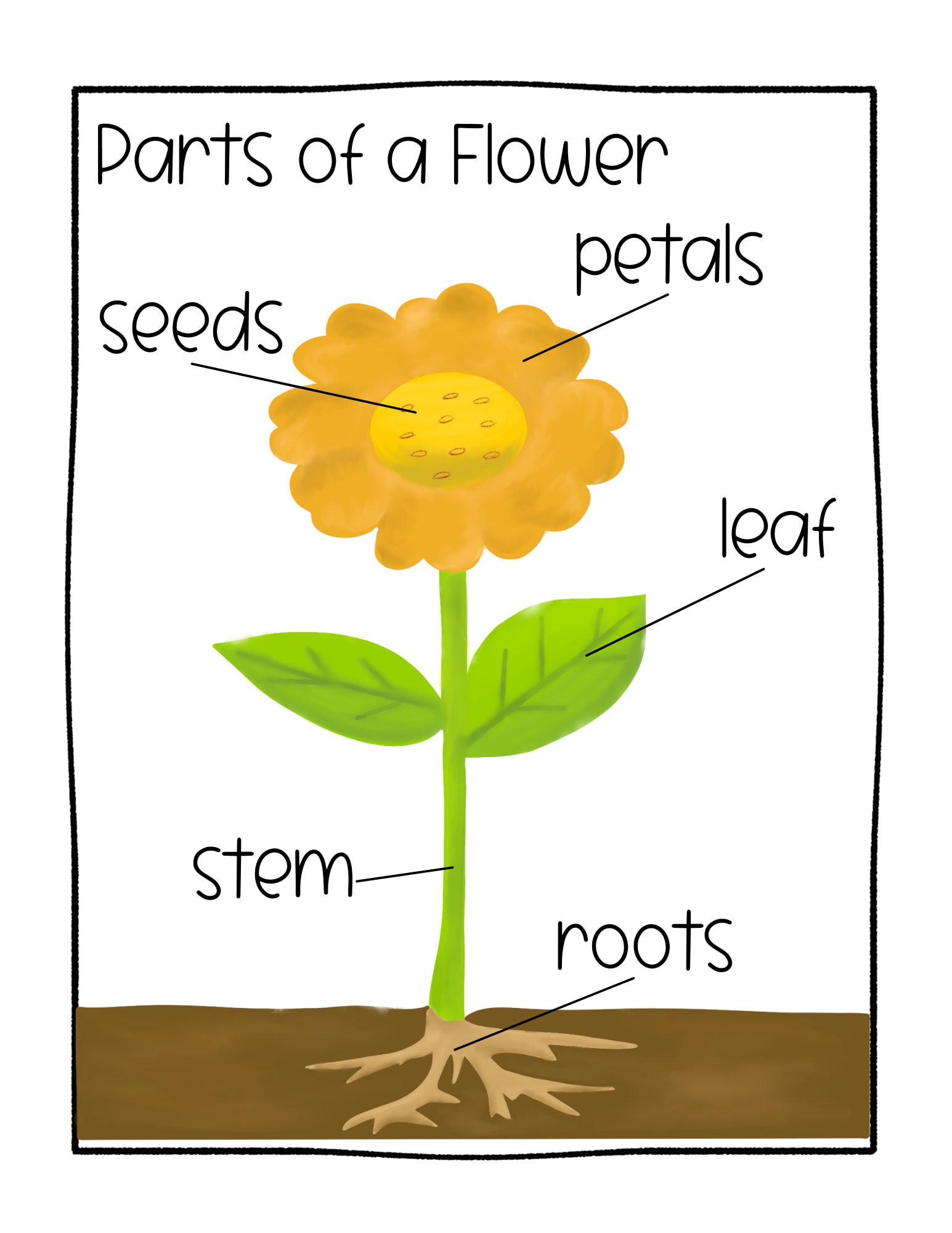 Basic Parts Of A Flower For Kids