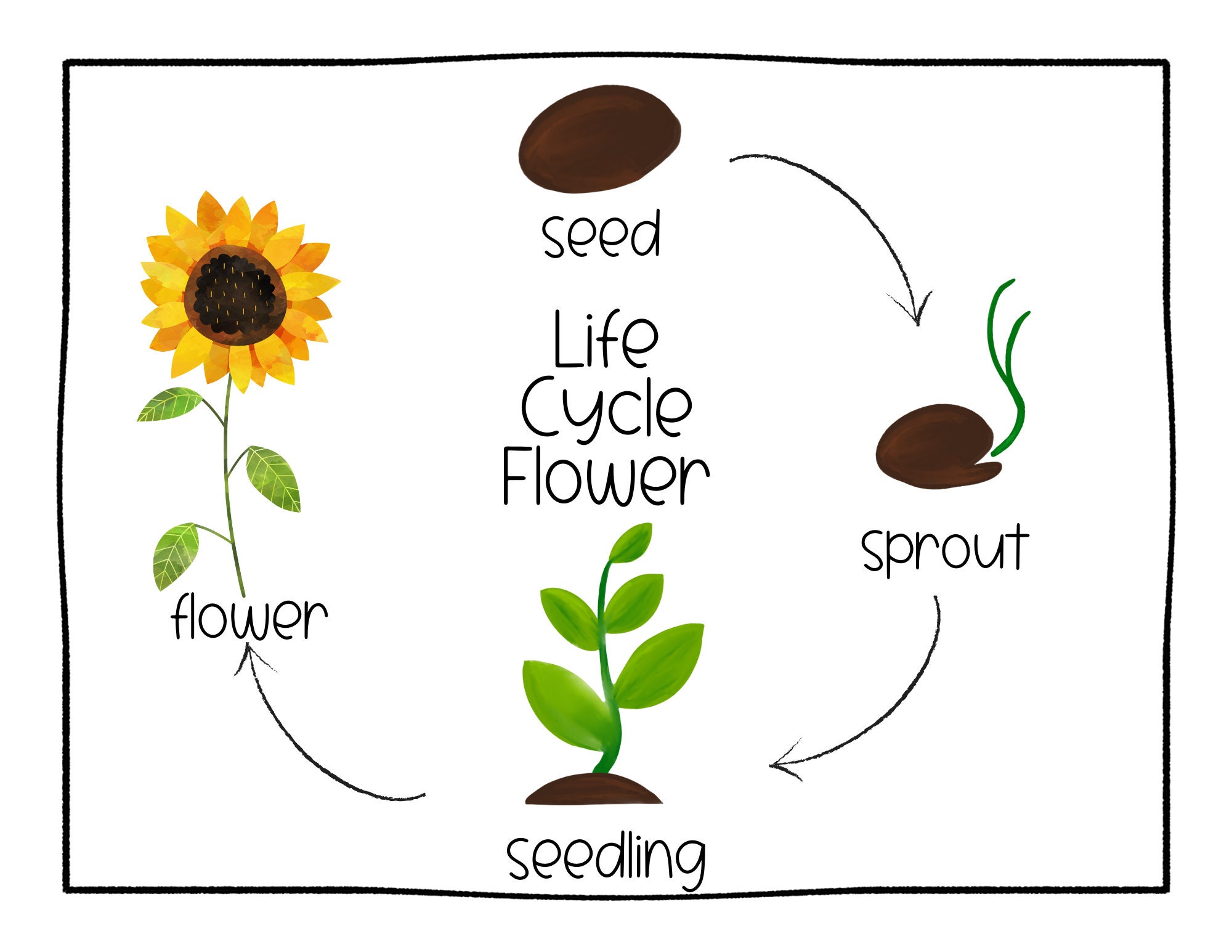 life cycle of a flowering plant