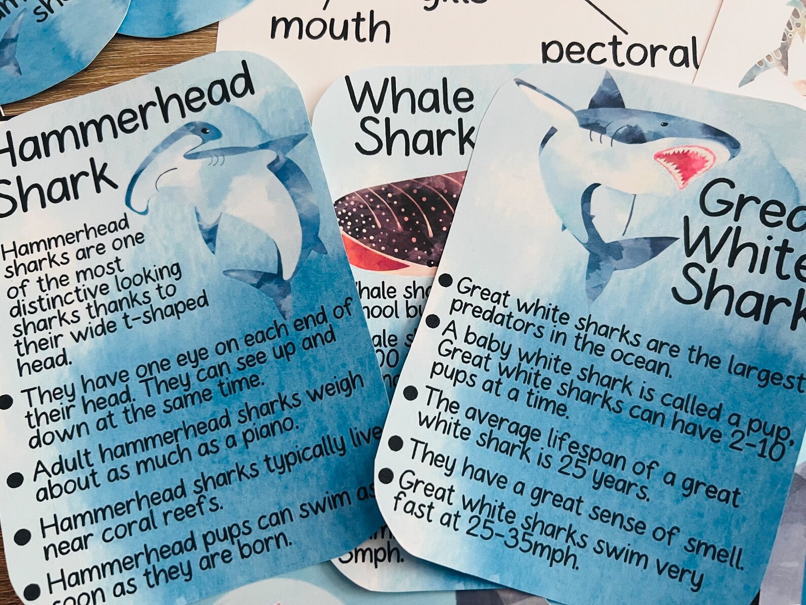 Shark Unit Study, Preschool Curriculum, Preschool Printable, Preschool ...