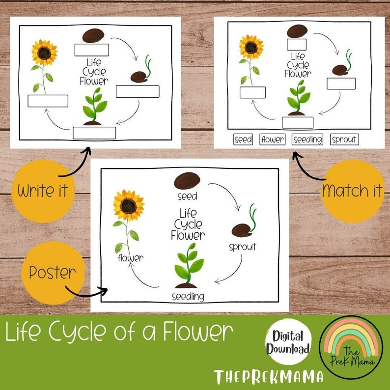 All 27+ Stock Photos life cycle of a flower for kids Excellent All 27+ Stock Photos life cycle of a flower for kids Excellent