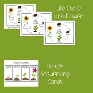 Learning About Flowers Mini Unit, Preschool Curriculum, Preschool ...