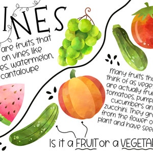 May include: An educational illustration with watercolor drawings of fruits and vegetables. The text reads "VINES There are fruits that grow on vines like grapes, watermelon, and cantaloupe" and "Many fruits that we think of as vegetables are actually fruit like tomatoes, pumpkins, cucumbers and zucchini. They grow from the flower of a plant and have seeds. Is it a FRUIT or a VEGETABLE?"