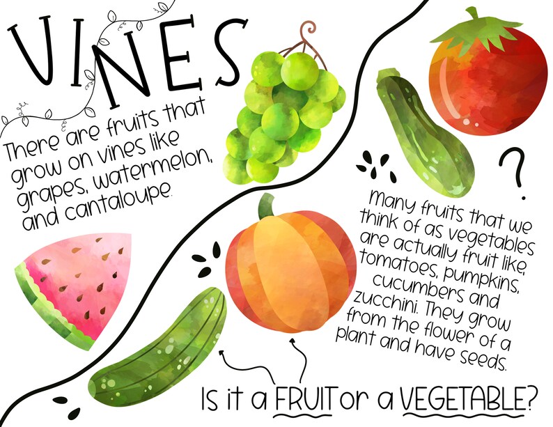 May include: An educational illustration with watercolor drawings of fruits and vegetables. The text reads "VINES There are fruits that grow on vines like grapes, watermelon, and cantaloupe" and "Many fruits that we think of as vegetables are actually fruit like tomatoes, pumpkins, cucumbers and zucchini. They grow from the flower of a plant and have seeds. Is it a FRUIT or a VEGETABLE?"