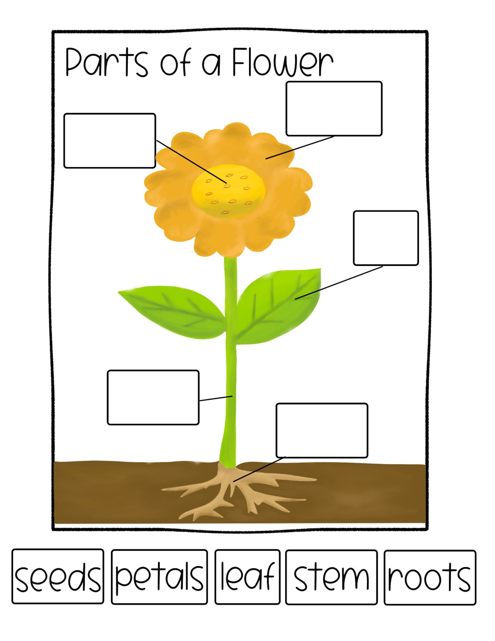 Parts of a Flower Preschool Curriculum Preschool Printable - Etsy