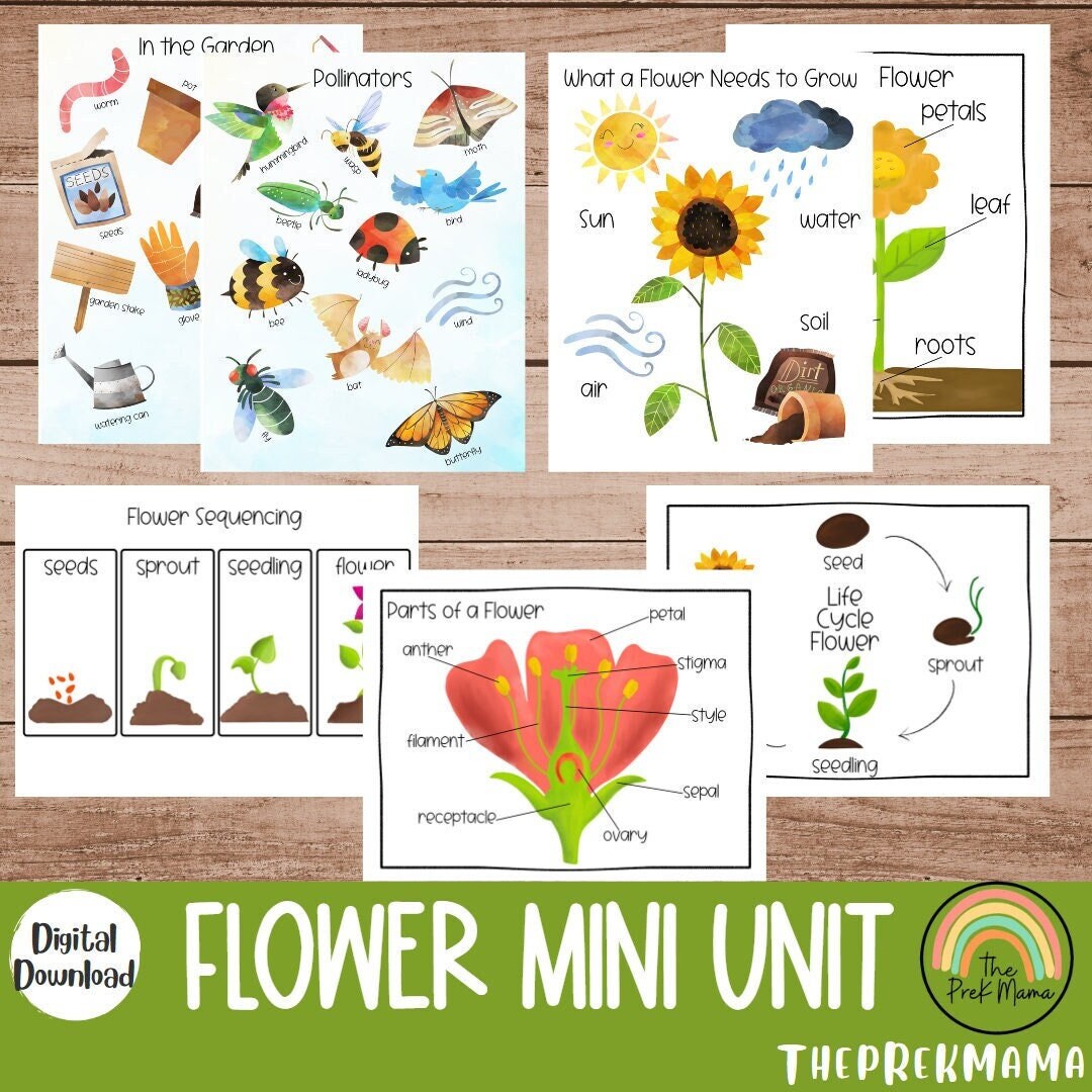Learning About Flowers Mini Unit, Preschool Curriculum, Preschool Printable, Educational Posters