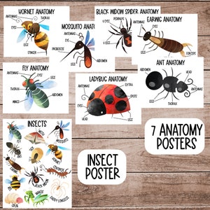 May include: Seven colorful anatomy posters featuring different insects, including a hornet, black widow spider, earwig, ant, fly, ladybug, and mosquito. Each poster includes a labeled diagram of the insect's body parts.