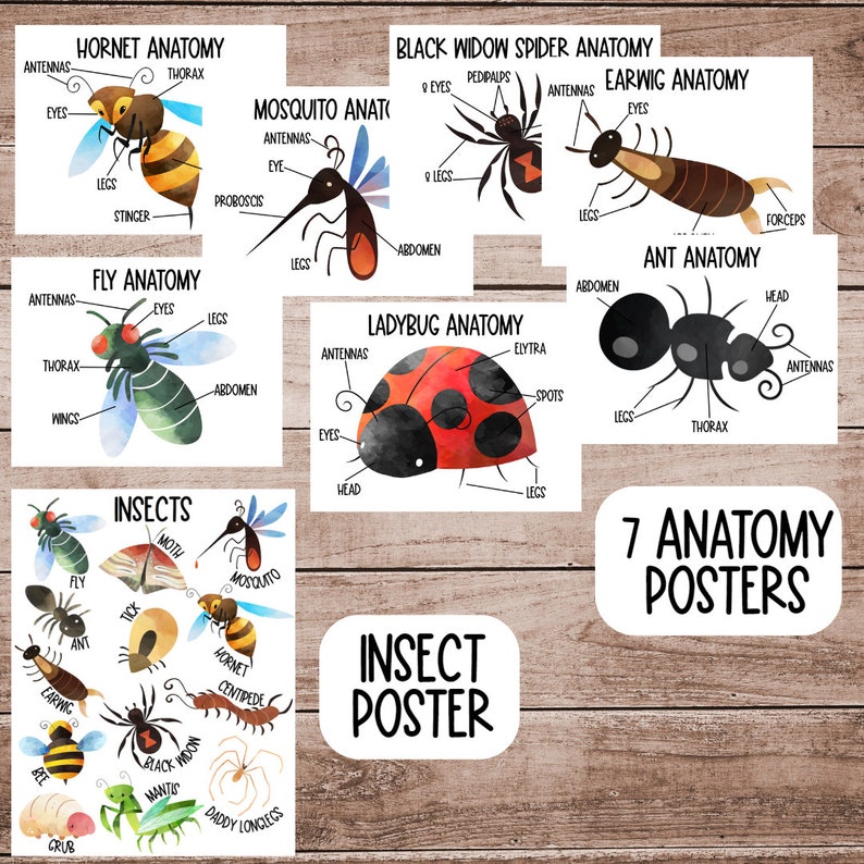May include: Seven colorful anatomy posters featuring different insects, including a hornet, black widow spider, earwig, ant, fly, ladybug, and mosquito. Each poster includes a labeled diagram of the insect's body parts.