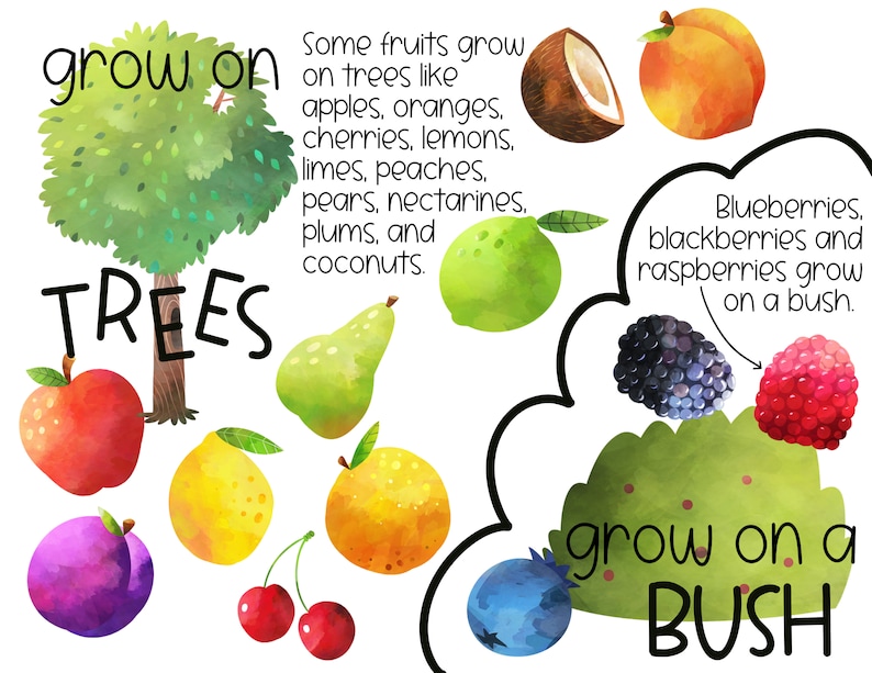 May include: An illustration of fruits that grow on trees and bushes. Fruits that grow on trees include apples, oranges, cherries, lemons, limes, peaches, pears, nectarines, plums, and coconuts. Fruits that grow on bushes include blueberries, blackberries, and raspberries.